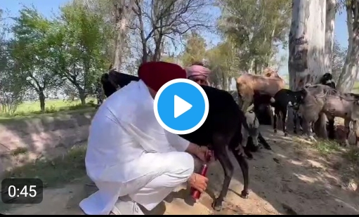 When Punjab CM Channi milked a goat
