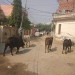 Patiala MC approves Rs 2 lakh compensation for death by stray animal
