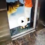 Pet Dog bites a Zomato delivery guy on private part in lift