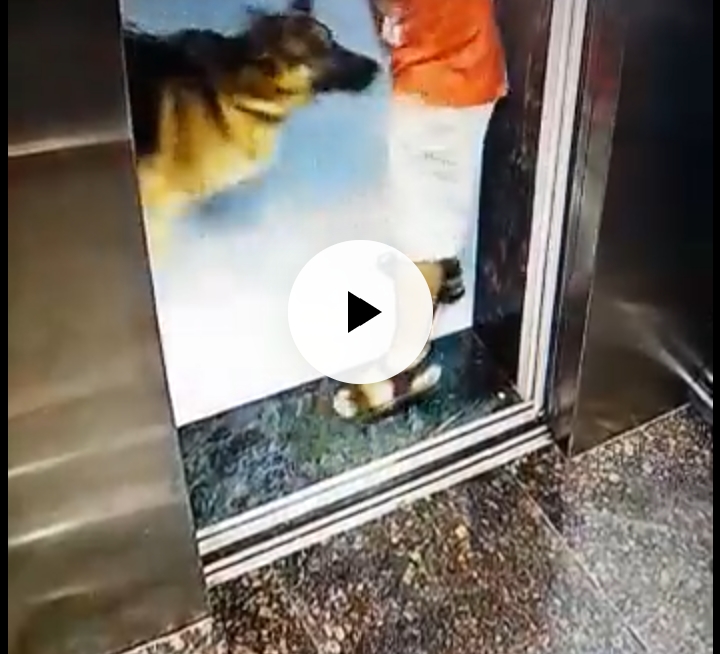 Pet Dog bites a Zomato delivery guy on private part in lift