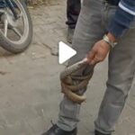 Snake spotted crossing road in Patiala