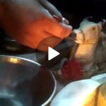 Devotees rush to Shiv Mandir Quila Chownk Patiala as Nandi idols ‘drink’ milk