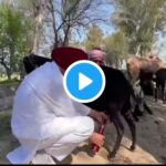 When Punjab CM Channi milked a goat
