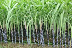 Punjab News: Punjab Clears 100% Sugarcane Dues for First Time; Bhagwant Mann Govt Pays ₹695.36 Crore to Farmers During 2025-26 Crushing Season  