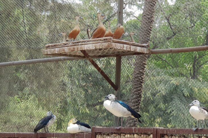 Punjab News:Over 3.71 Lakh Visitors in 8 Months as CM Bhagwant Singh Mann Govt’s Wildlife Conservation Drive Gains Momentum: Lal Chand Kataruchak