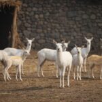 Punjab News:Over 85,000 Children Visit Chhatbir Zoo in 8 Months; Punjab Government's Wildlife Awareness initiatives Gain Momentum