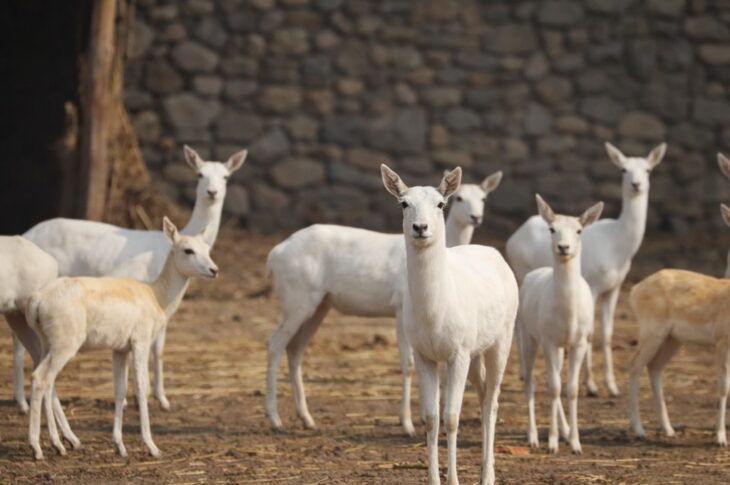 Punjab News:Over 85,000 Children Visit Chhatbir Zoo in 8 Months; Punjab Government's Wildlife Awareness initiatives Gain Momentum