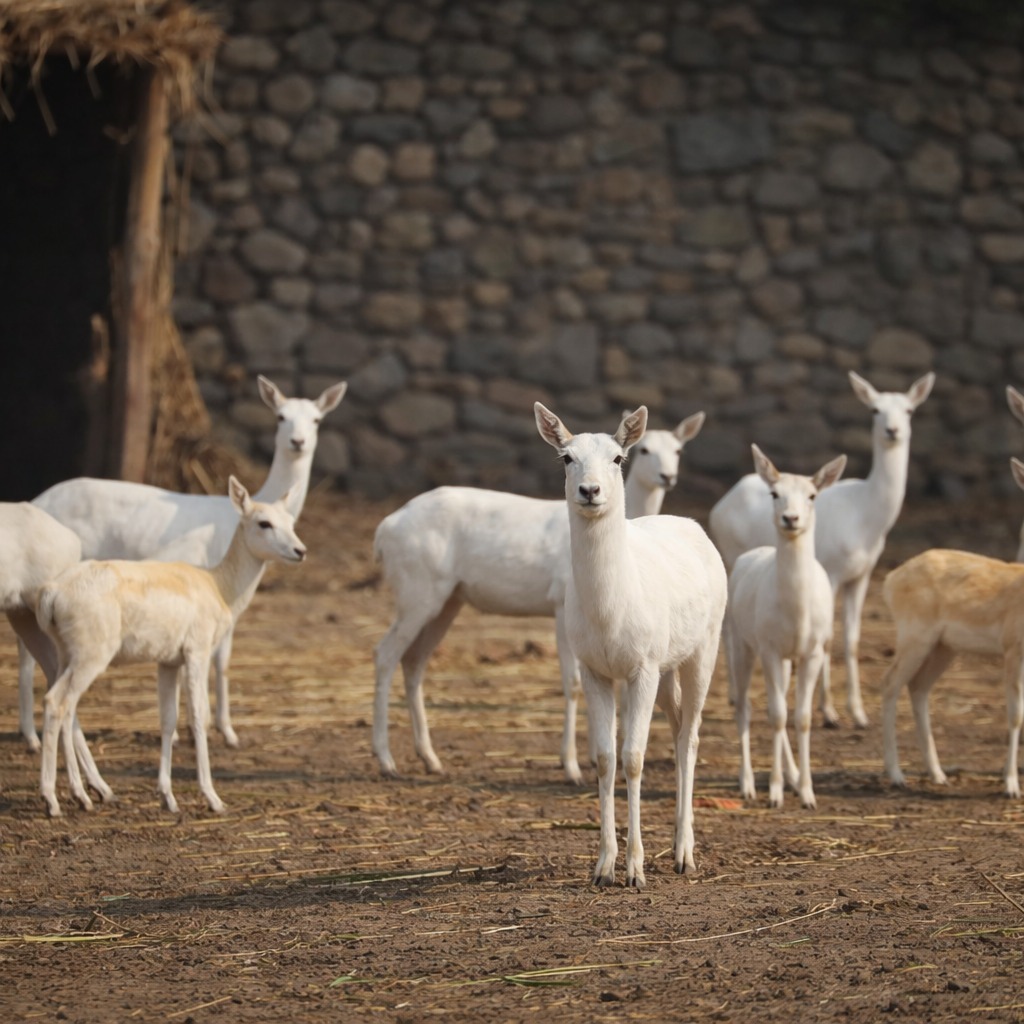 Punjab News:Over 85,000 Children Visit Chhatbir Zoo in 8 Months; Punjab Government's Wildlife Awareness initiatives Gain Momentum
